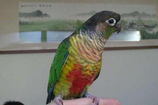 小太陽鸚鵡怎么訓練 養小太陽鸚鵡犯法嗎