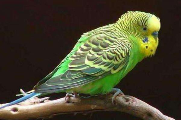 小太陽鸚鵡怎么訓練 養小太陽鸚鵡犯法嗎