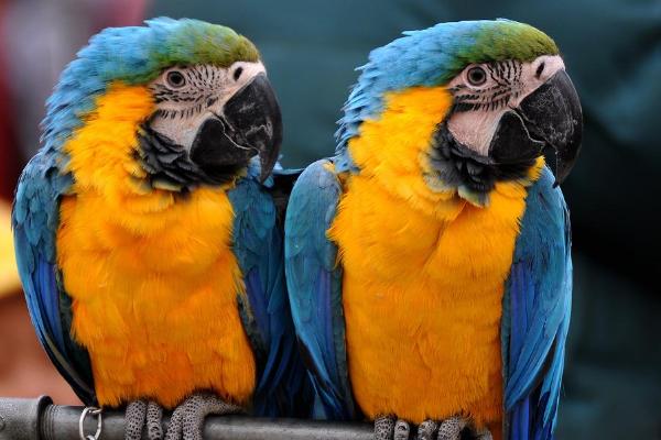 小太陽鸚鵡怎么訓練 養小太陽鸚鵡犯法嗎