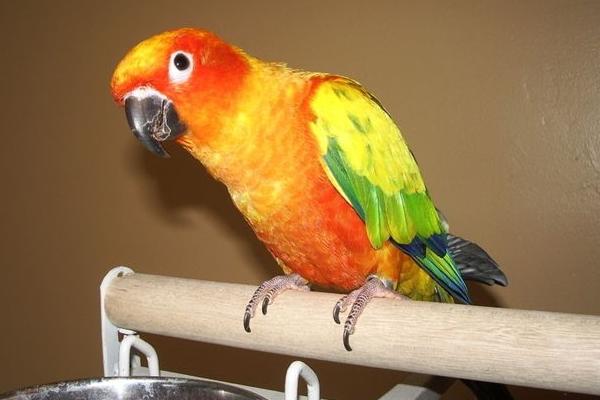 小太陽鸚鵡怎么訓練 養小太陽鸚鵡犯法嗎