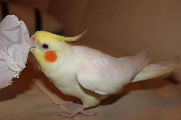 小太陽鸚鵡怎么訓練 養小太陽鸚鵡犯法嗎