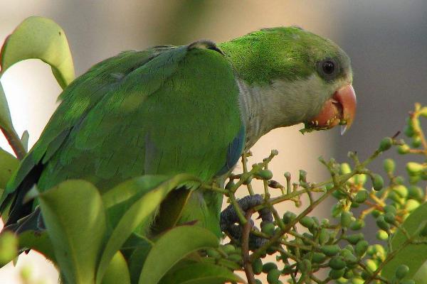 小太陽鸚鵡怎么訓練 養小太陽鸚鵡犯法嗎