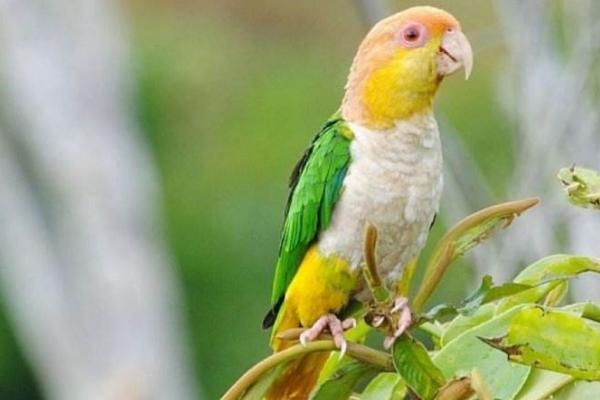 凱克鸚鵡市場價格多少錢一只 凱克鸚鵡的優缺點
