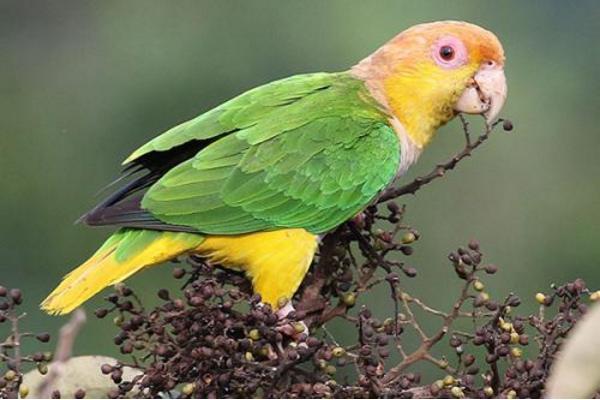 凱克鸚鵡市場價格多少錢一只 凱克鸚鵡的優缺點