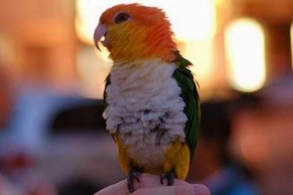 凱克鸚鵡市場價格多少錢一只 凱克鸚鵡的優缺點