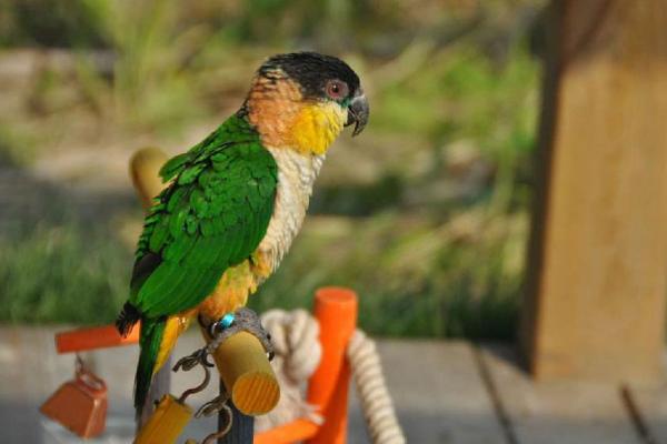 凱克鸚鵡市場價格多少錢一只 凱克鸚鵡的優缺點