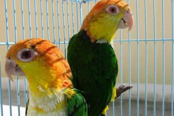 凱克鸚鵡市場價格多少錢一只 凱克鸚鵡的優缺點