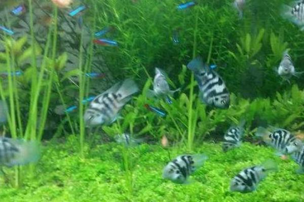 迷你鸚鵡魚是怎么來的 迷你鸚鵡魚介紹