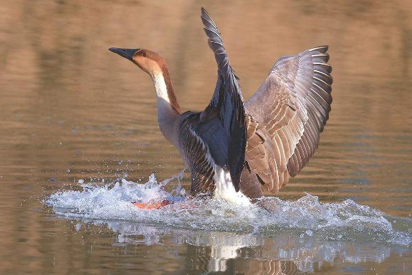大雁吃什么 大雁是天鵝嗎 大雁能飛多高