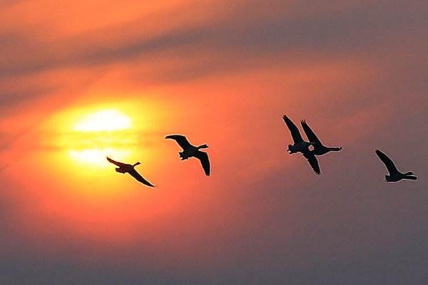 描寫大雁的詩句有哪些 春天大雁往哪里飛