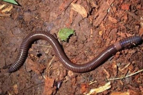 蚯蚓是什么動物 蚯蚓為什么斷了還能活