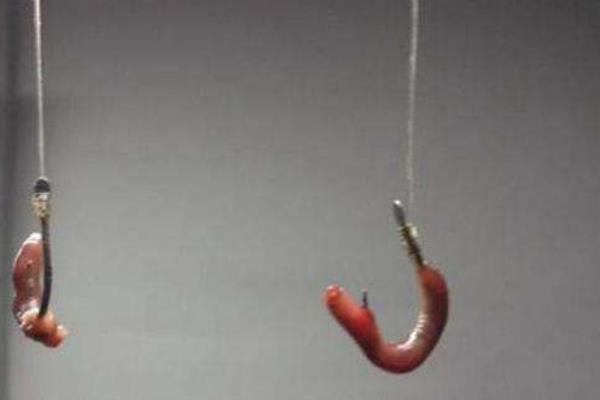 為什么蚯蚓釣不到大魚 蚯蚓沾什么釣魚效果好