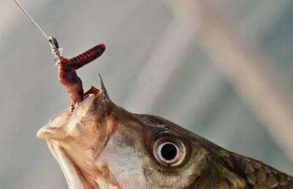 為什么蚯蚓釣不到大魚 蚯蚓沾什么釣魚效果好