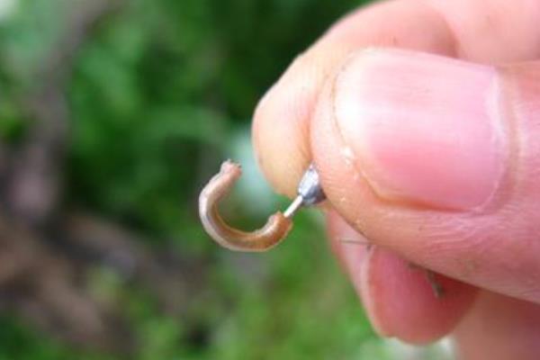 為什么蚯蚓釣不到大魚 蚯蚓沾什么釣魚效果好