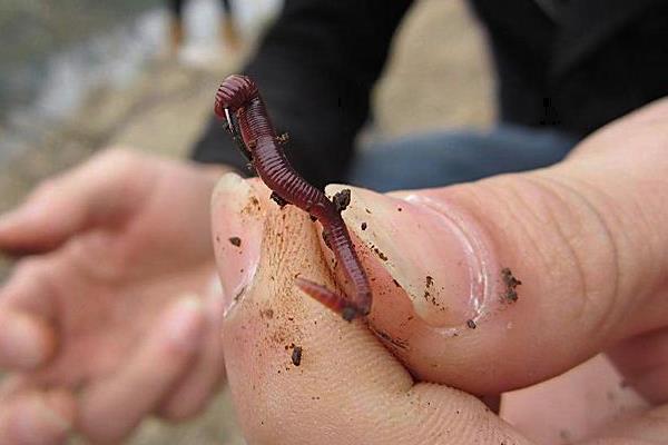 為什么蚯蚓釣不到大魚 蚯蚓沾什么釣魚效果好