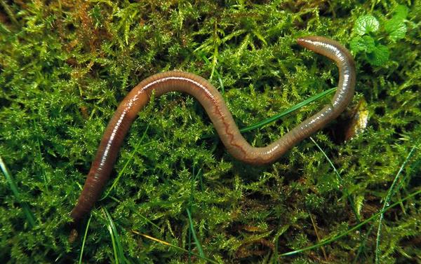 為什么蚯蚓釣不到大魚 蚯蚓沾什么釣魚效果好