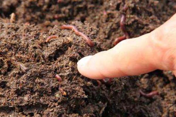 蚯蚓有眼睛嗎 蚯蚓在哪里能挖到