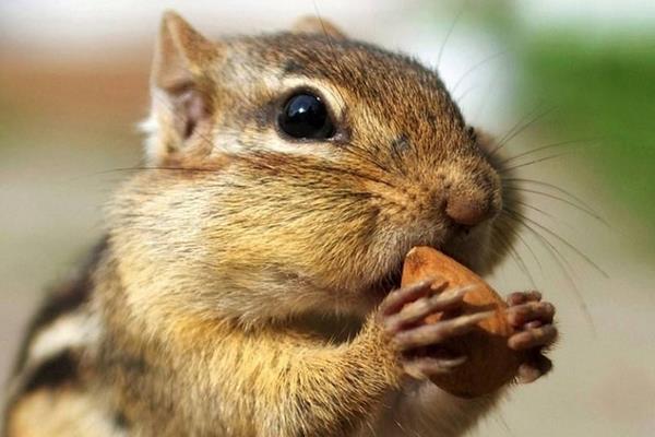 松鼠一般養多久認主人 松鼠怎么才算認主人