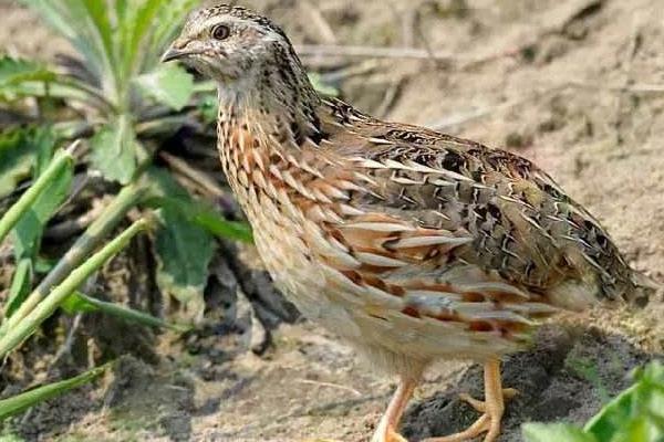 鵪鶉形容人是什么意思 小鵪鶉是什么梗