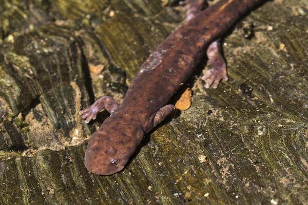 娃娃魚有毒嗎 娃娃魚又叫什么