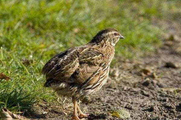 鵪鶉形容人是什么意思 小鵪鶉是什么梗