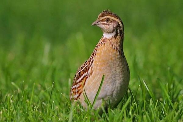 鵪鶉形容人是什么意思 小鵪鶉是什么梗