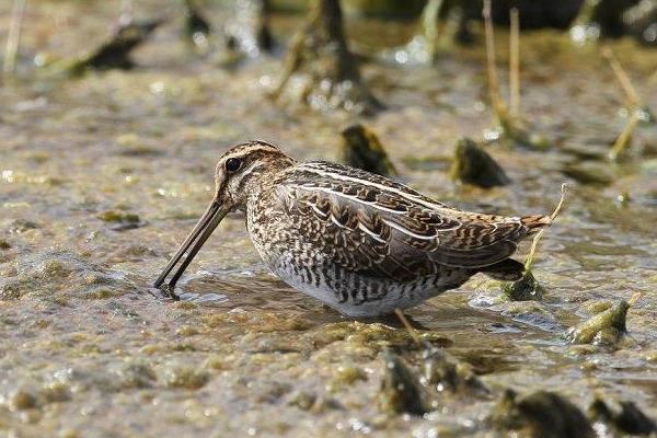 鵪鶉形容人是什么意思 小鵪鶉是什么梗