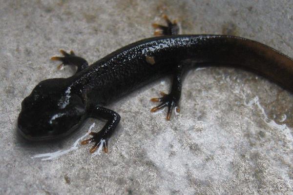 娃娃魚吃什么食物 娃娃魚咬人嗎 娃娃魚會叫嗎