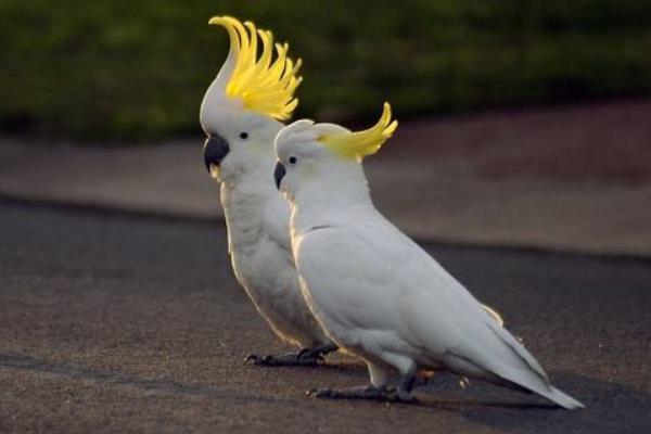 大白鳳頭鸚鵡市場價格多少錢一只 中國養大白鸚鵡合法嗎