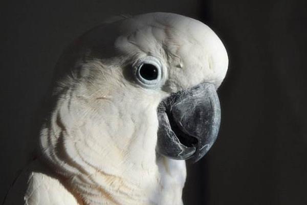 大白鳳頭鸚鵡市場價格多少錢一只 中國養大白鸚鵡合法嗎