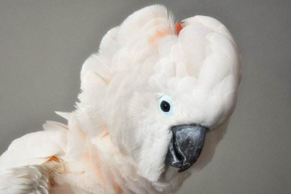 大白鳳頭鸚鵡市場價格多少錢一只 中國養大白鸚鵡合法嗎