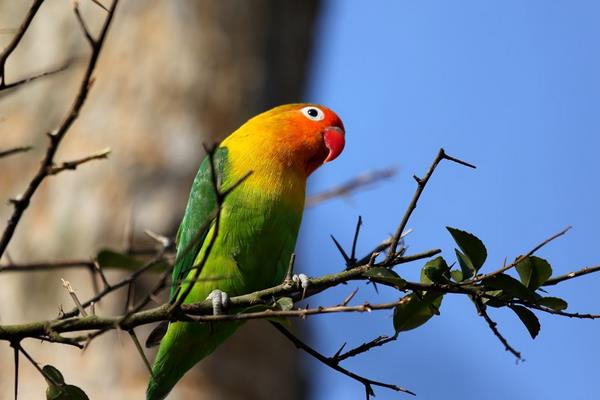 大頭鸚鵡和虎皮鸚鵡的區別是什么 虎皮鸚鵡的飼養方法