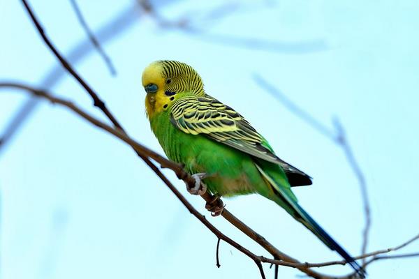 大頭鸚鵡和虎皮鸚鵡的區別是什么 虎皮鸚鵡的飼養方法