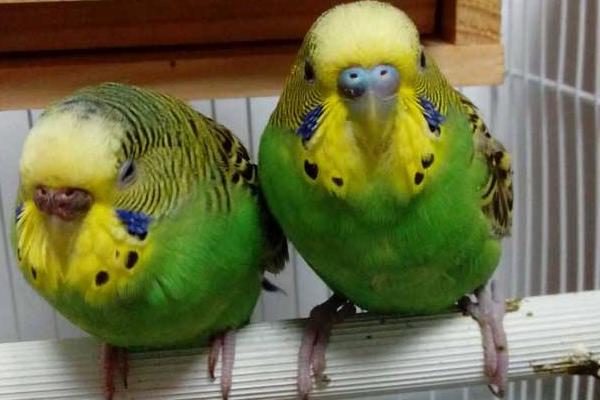 大頭鸚鵡和虎皮鸚鵡的區別是什么 虎皮鸚鵡的飼養方法