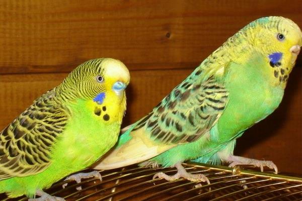 大頭鸚鵡和虎皮鸚鵡的區別是什么 虎皮鸚鵡的飼養方法