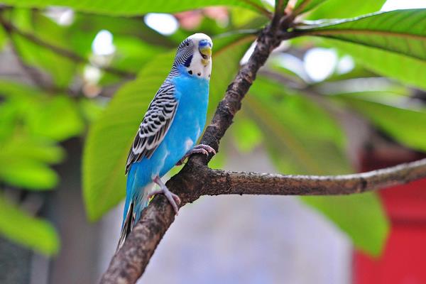 大頭鸚鵡和虎皮鸚鵡的區別是什么 虎皮鸚鵡的飼養方法