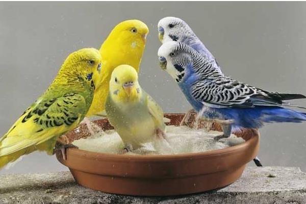 大頭鸚鵡和虎皮鸚鵡的區別是什么 虎皮鸚鵡的飼養方法