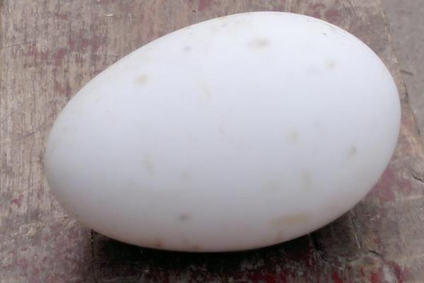 大雁蛋怎么做好吃又簡單 大雁蛋家常做法大全