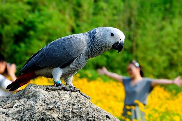 非洲灰鸚鵡市場價格多少錢一只 養灰鸚鵡犯法嗎