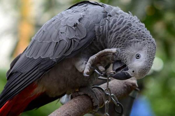 非洲灰鸚鵡市場價格多少錢一只 養灰鸚鵡犯法嗎