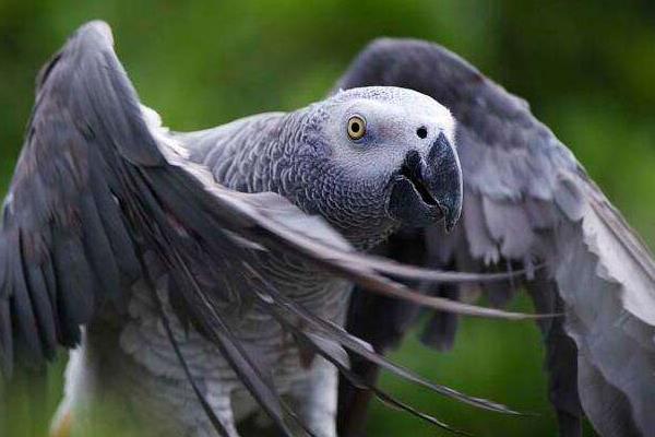 非洲灰鸚鵡市場價格多少錢一只 養灰鸚鵡犯法嗎
