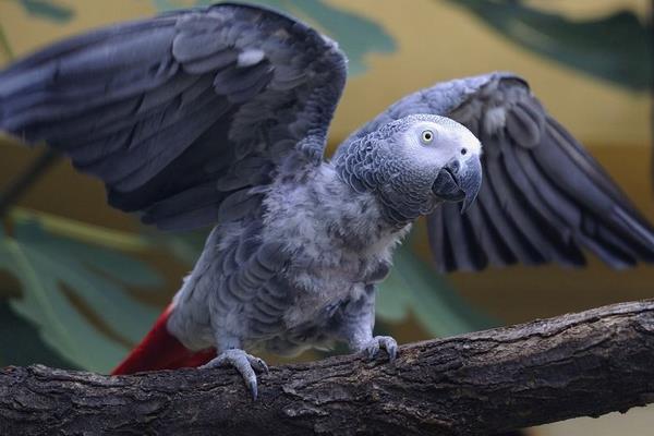 非洲灰鸚鵡市場價格多少錢一只 養灰鸚鵡犯法嗎