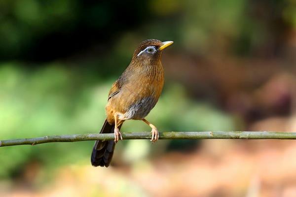 畫眉鳥養幾只最好 什么樣的畫眉鳥最能打