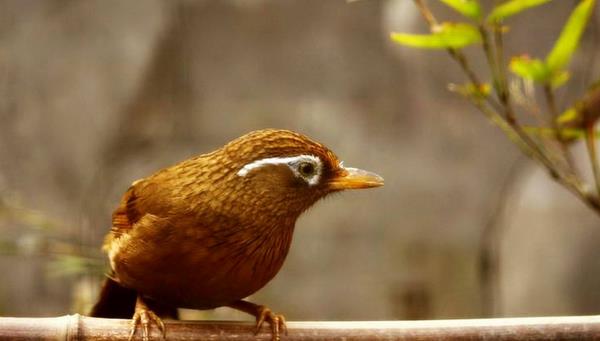 畫眉鳥養幾只最好 什么樣的畫眉鳥最能打