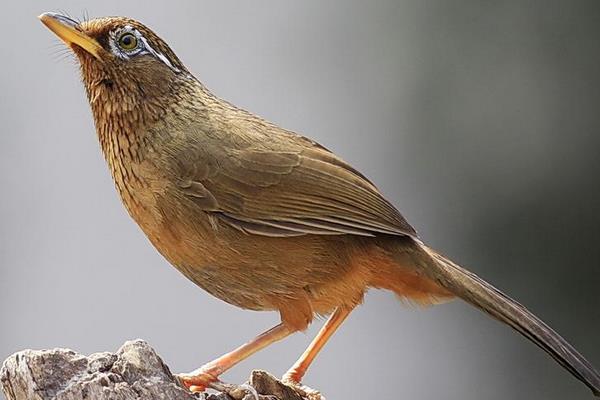 畫眉鳥養幾只最好 什么樣的畫眉鳥最能打