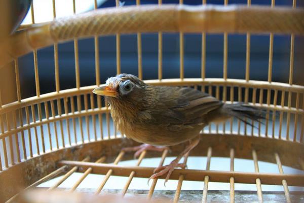 畫眉鳥養幾只最好 什么樣的畫眉鳥最能打