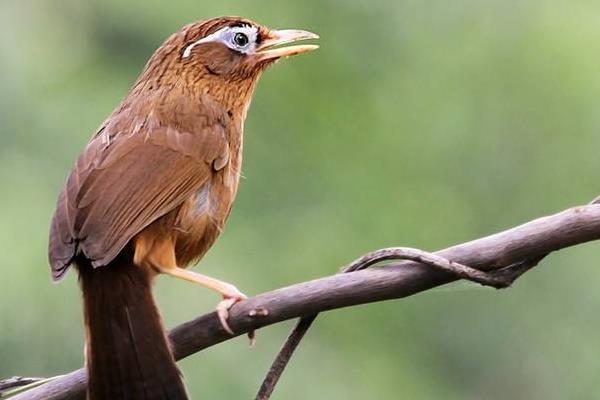 畫眉鳥養幾只最好 什么樣的畫眉鳥最能打