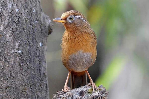 畫眉鳥養幾只最好 什么樣的畫眉鳥最能打