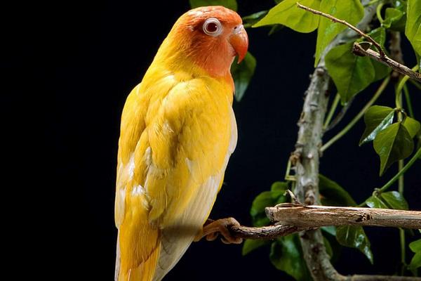 黃桃鸚鵡市場價格多少錢一只 黃桃鸚鵡會說話嗎