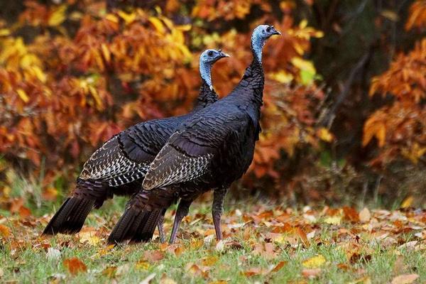 火雞好養(yǎng)嗎 火雞的養(yǎng)殖技術與注意事項